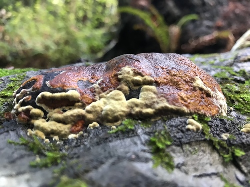 Mustard Yellow Polypore