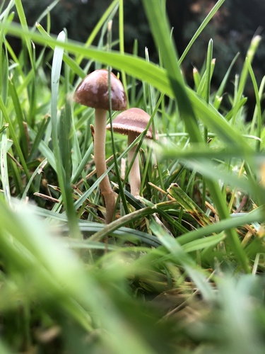 Mower's Mushroom