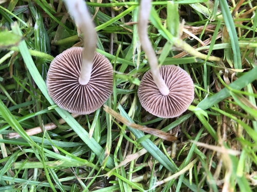 Mower's Mushroom