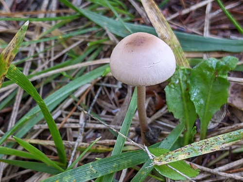 Mower's Mushroom