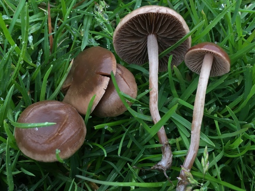 Mower's Mushroom