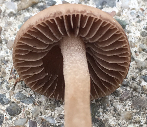 Mower's Mushroom