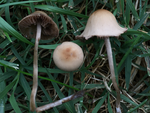Mower's Mushroom