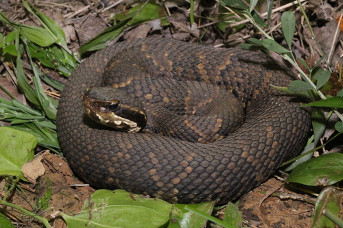 Northern Cottonmouth