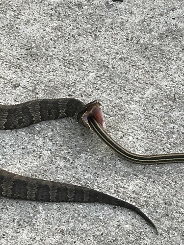 Northern Cottonmouth
