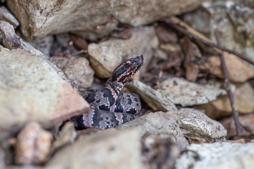 Northern Cottonmouth