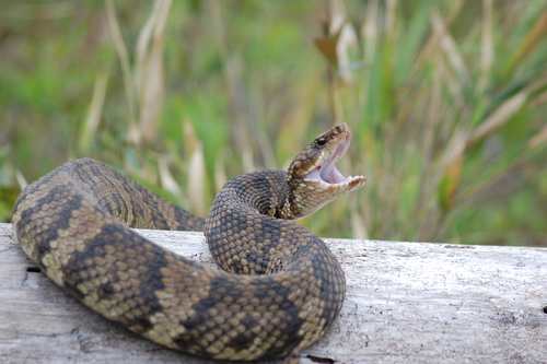 Northern Cottonmouth