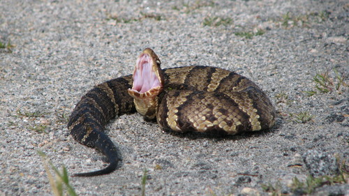 Northern Cottonmouth