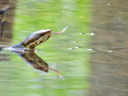 Northern Cottonmouth