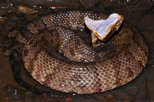Northern Cottonmouth