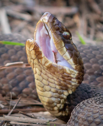 Northern Cottonmouth