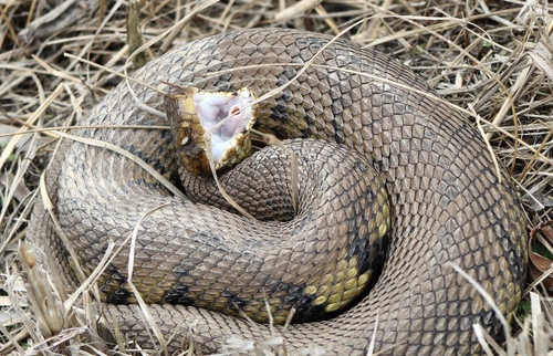 Northern Cottonmouth