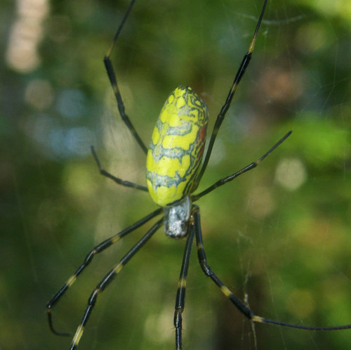 Joro Spider