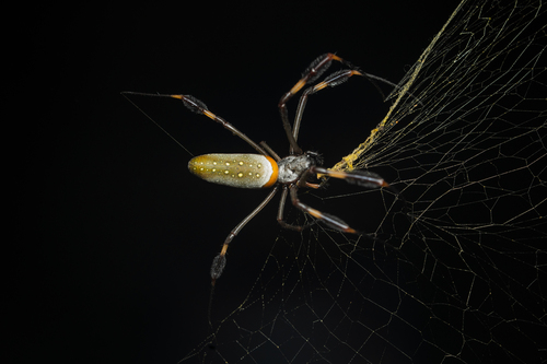 Golden Silk Spider