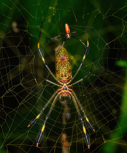 Golden Silk Spider