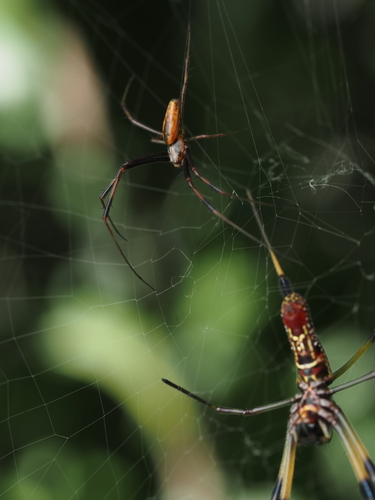 Golden Silk Spider