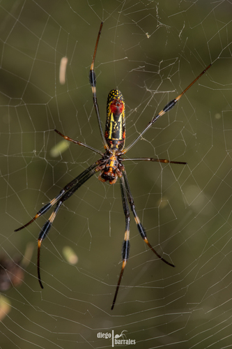 Golden Silk Spider