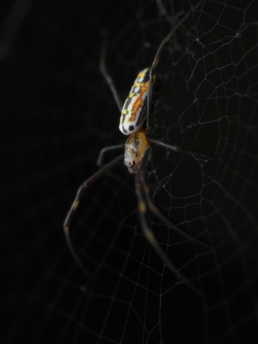 Golden Silk Spider