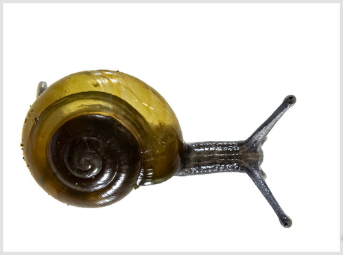 Typical Glass Snails
