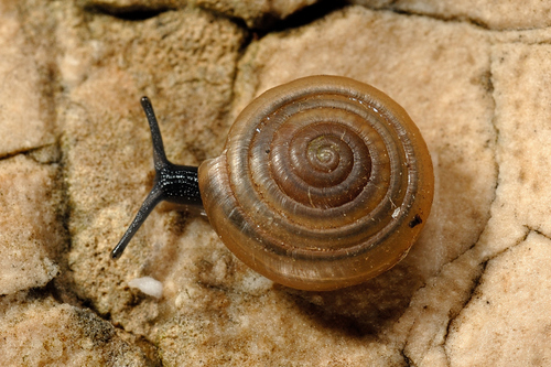 Typical Glass Snails