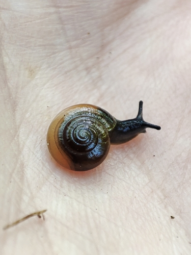 Typical Glass Snails