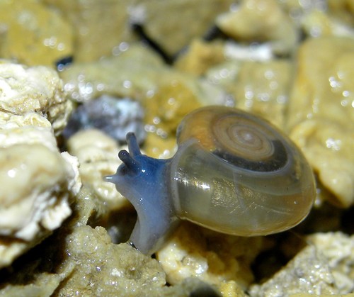 Typical Glass Snails
