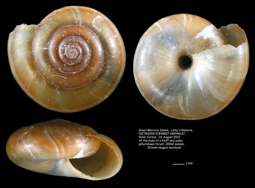 Typical Glass Snails