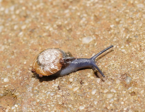 Typical Glass Snails