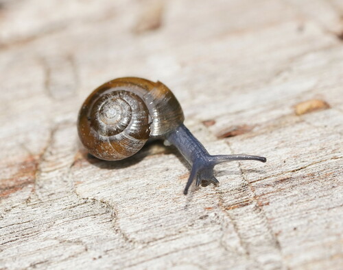 Typical Glass Snails