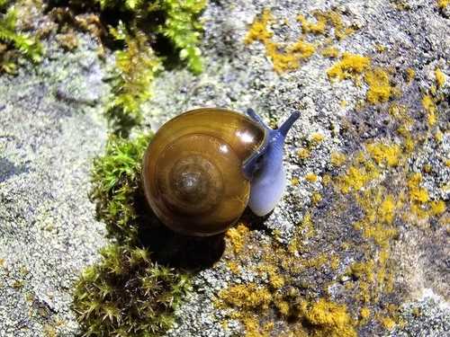 Typical Glass Snails