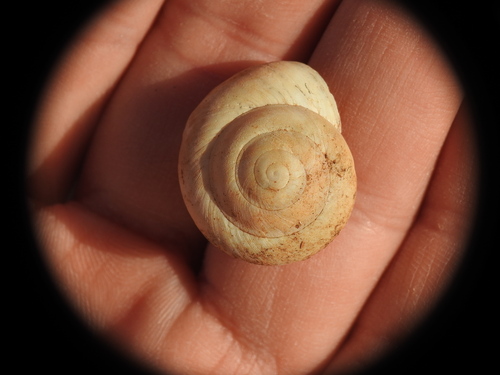 Typical Glass Snails