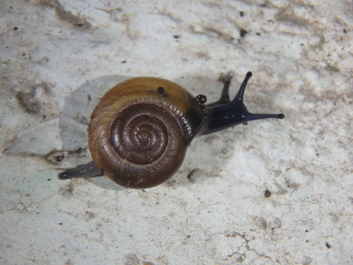 Typical Glass Snails