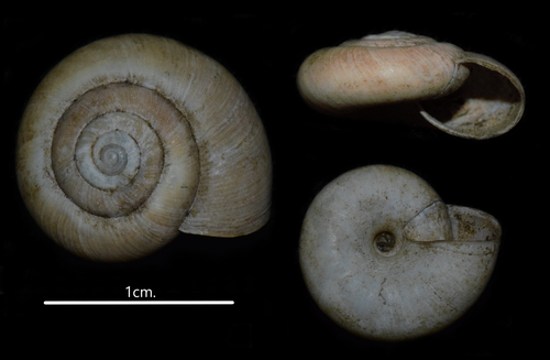 Typical Glass Snails