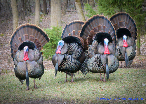 Wild Turkey