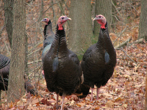 Wild Turkey
