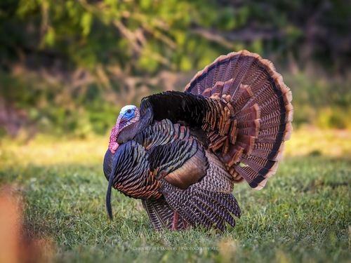 Wild Turkey