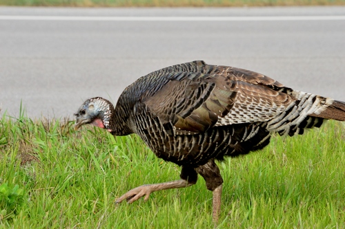 Wild Turkey