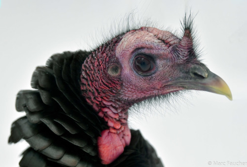 Wild Turkey