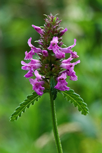 common hedge-nettle