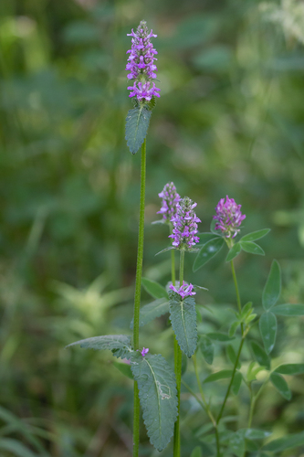 common hedge-nettle