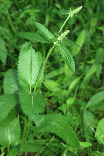 common hedge-nettle