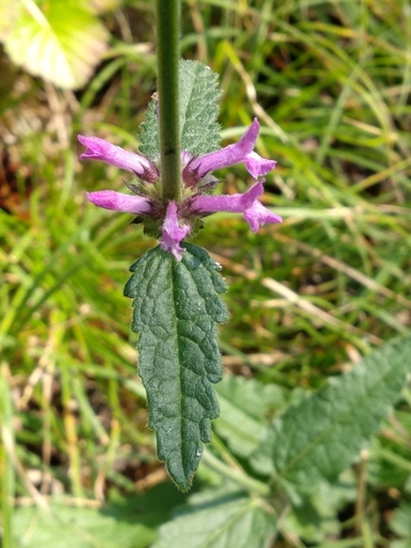 common hedge-nettle