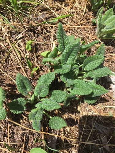common hedge-nettle