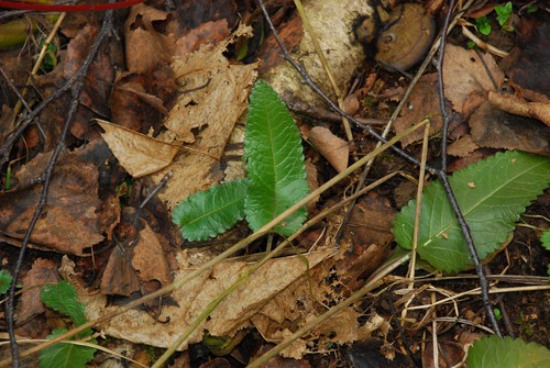 common hedge-nettle