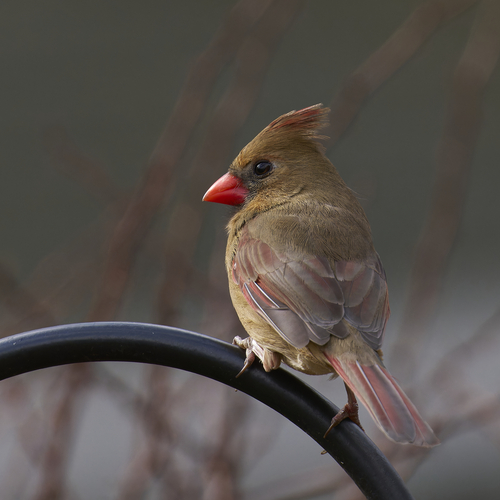 Northern Cardinal