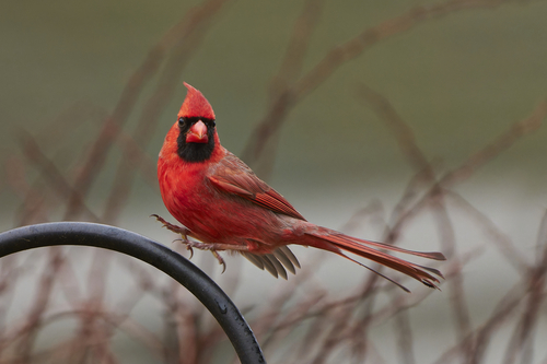 Northern Cardinal