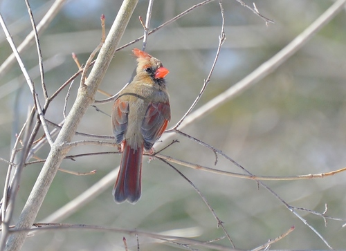 Northern Cardinal