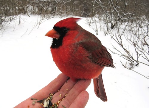 Northern Cardinal