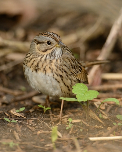 Lincoln's Sparrow