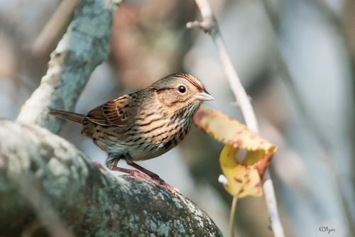 Lincoln's Sparrow